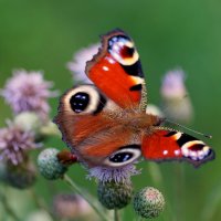 из снятого сегодня 3 :: Александр Прокудин из снятого сегодня 3 :: Александр Прокудин