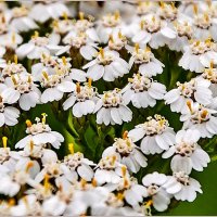 Про травы ... :: Aquarius - Сергей