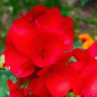 Городские цветы. Красная герань. :: Лилия *