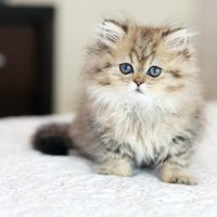 Маленький. :: Оля Богданович