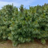 В Ботаническом саду Петрозаводска :: Ирэн 