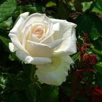 Лето и цветы :: Милешкин Владимир Алексеевич 