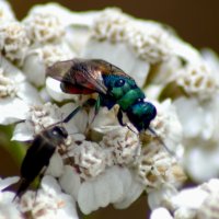 Оса блестянка :: Сергей Владимирович Егоров Оса блестянка :: Сергей Владимирович Егоров