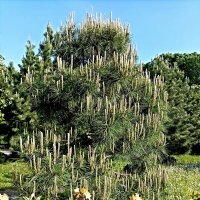 У сосны :: Veera V У сосны :: Veera V