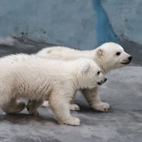 Белый :: SanSan 