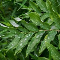 После дождя :: Петр 