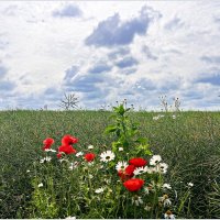 Полевые цветы. :: Валерия Комова