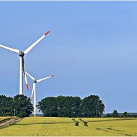 Пшеничное поле. :: Валерия Комова