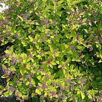 Цветы. :: Владимир Драгунский Цветы. :: Владимир Драгунский