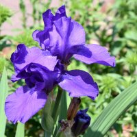 Москва. Усадьба Кусково. :: Наташа *****