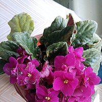 Цветы. :: Владимир Драгунский Цветы. :: Владимир Драгунский