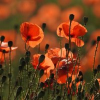 Маки цвітуть :: Степан Карачко