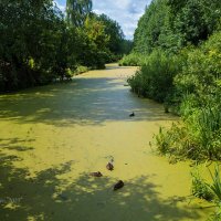 Утки в заболоченном водоёме :: Александр Синдерёв