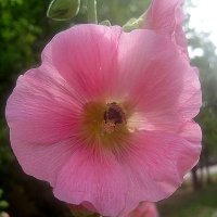 Мальва :: Елена Семигина