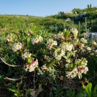 АЛЬПИЙСКИЕ ЛУГА ЛАГОНАКИ :: Tata Wolf АЛЬПИЙСКИЕ ЛУГА ЛАГОНАКИ :: Tata Wolf