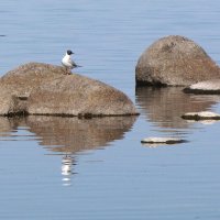 Птички :: Александр Ильчевский Птички :: Александр Ильчевский