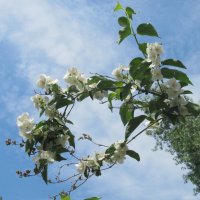 Ах, июнь ! :: Елена Шаламова