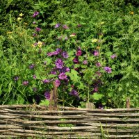 Цетущее лето. :: Татьяна Помогалова