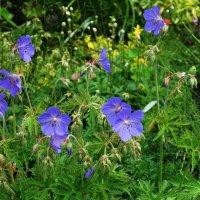 Герань луговая :: Рита Симонова