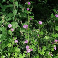 Мальва лесная :: Рита Симонова