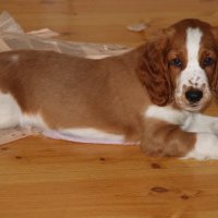 Газеты не прочитывались, газеты прописывались.. :: liudmila drake Газеты не прочитывались, газеты прописывались.. :: liudmila drake