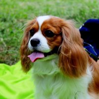 Лэди :: Дмитрий (Горыныч) Симагин