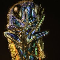 макра :: Александр Есликов