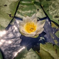Кувшинка в лучах :: sorovey Sol