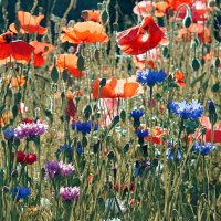 Весёлая лужайка) :: Марина 