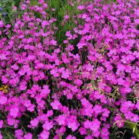 Яркие краски июля. :: Ольга 