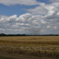 Зреют хлеба :: Александр 