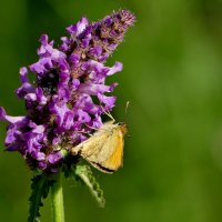 из снятого сегодня 7 :: Александр Прокудин