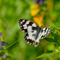 из снятого сегодня 10 :: Александр Прокудин из снятого сегодня 10 :: Александр Прокудин