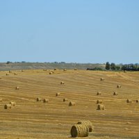 Убранное полюшко.... :: Надежда Куркина 