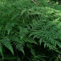 В лесу :: Наталья Герасимова В лесу :: Наталья Герасимова