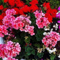 Цветник! :: Нина Андронова