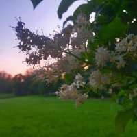 Амурская сирень :: Сапсан 