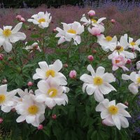 Куст белых пионов :: Лидия Бусурина