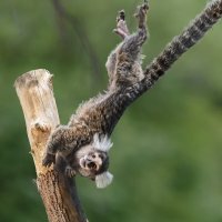 Игрунка :: SanSan 