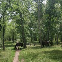 Тропинка в тополиной роще :: Андрей Хлопонин