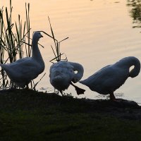 Утренний моцион :: Алексей Кадыков