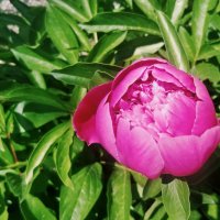 Красавец пион :: Андрей Хлопонин