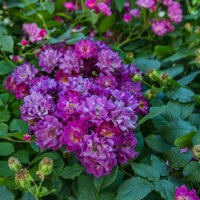 Розы :: Анатолий Чикчирный Розы :: Анатолий Чикчирный