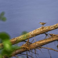 Кулик на коряге :: Сергей Цветков