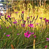 Полевые цветы. Гвоздика травянка. :: Валерия Комова