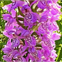 Полевые цветы. Ятрышник. :: Валерия Комова