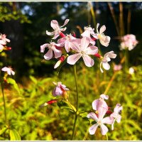 Полевые цветы. Мыльнянка лекарственная. :: Валерия Комова