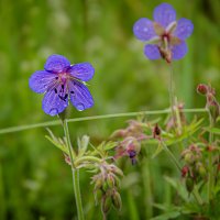 Цветочек :: Валерий Пославский
