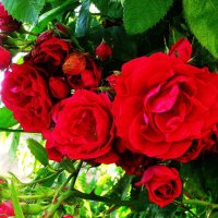 Красота роз :: Людмила Смородинская