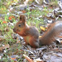 Белка :: Константин Анисимов